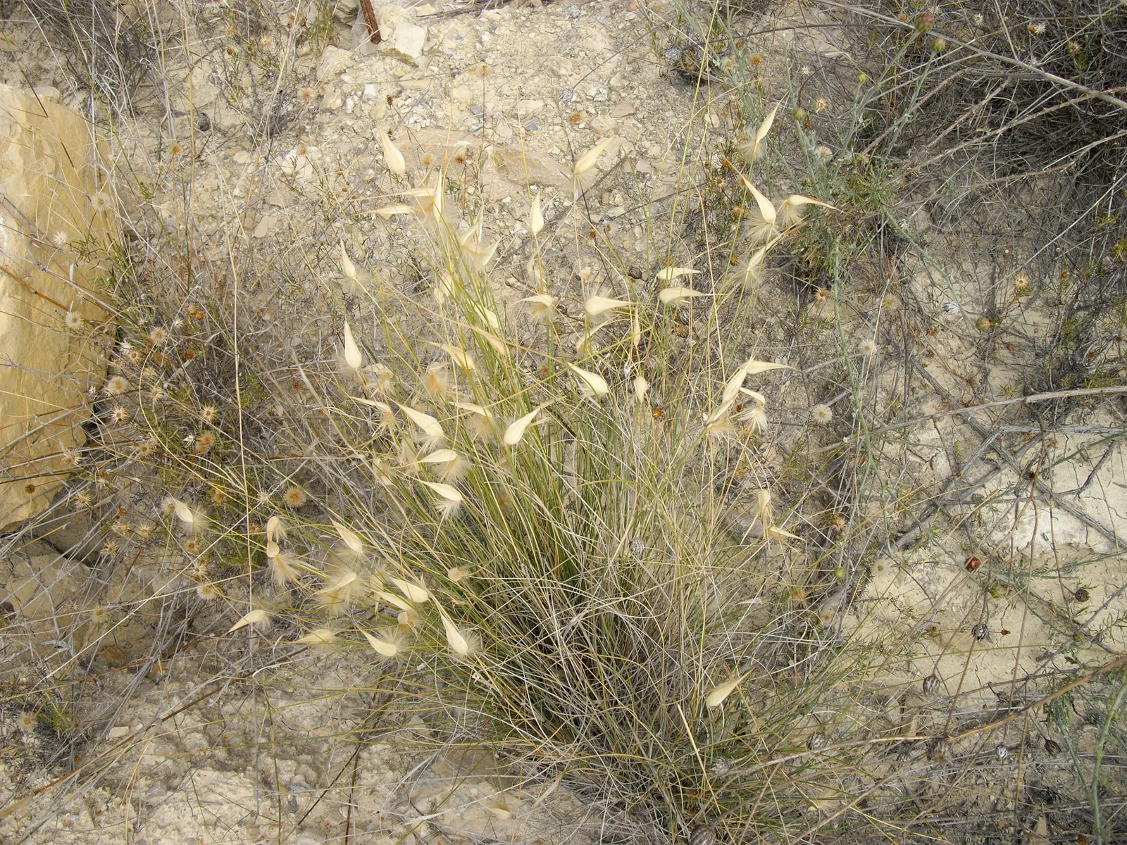 Esparto Grass (Lygeum Spartum) — Esparto Grass (Lygeum spartum) is a perennial, tuft-forming plant native to the western Mediterranean; durable and, image 45