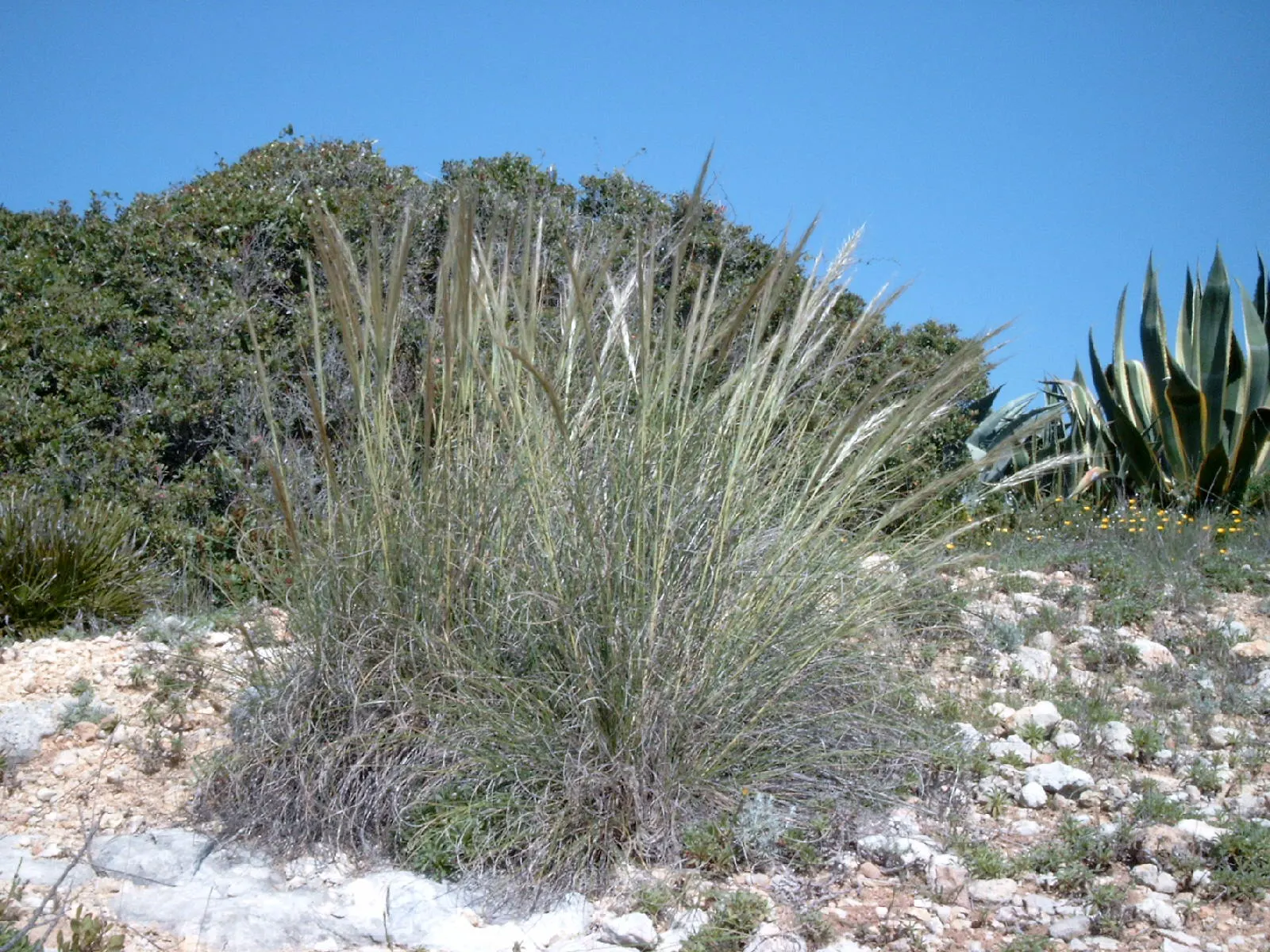 Esparto Grass (Lygeum Spartum) — grass for half; minimal maintenance is required, principally in the form of occasional trimming to keep it looking, image 66