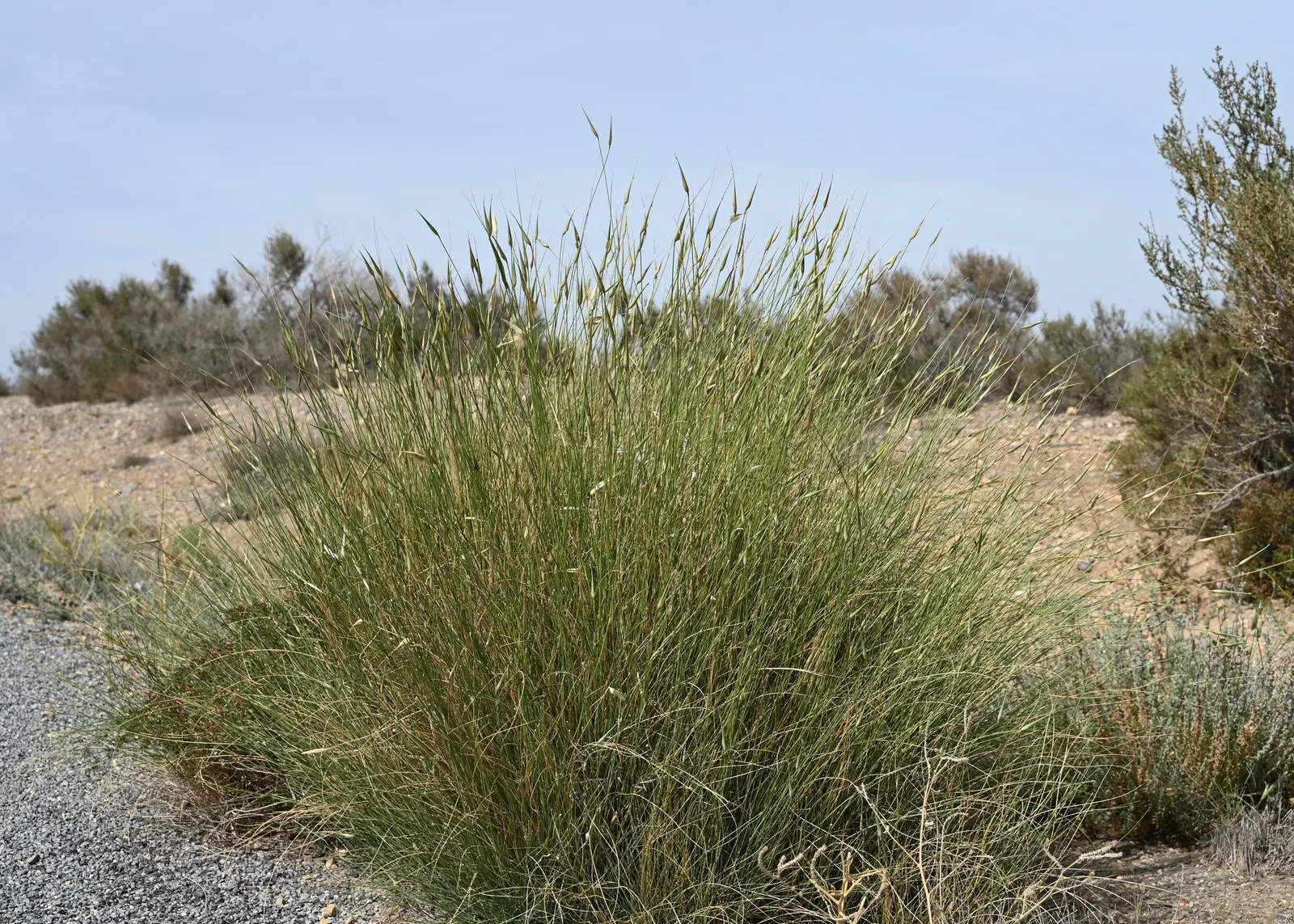 Esparto Grass (Lygeum Spartum) — scientifically known as Lygeum spartum