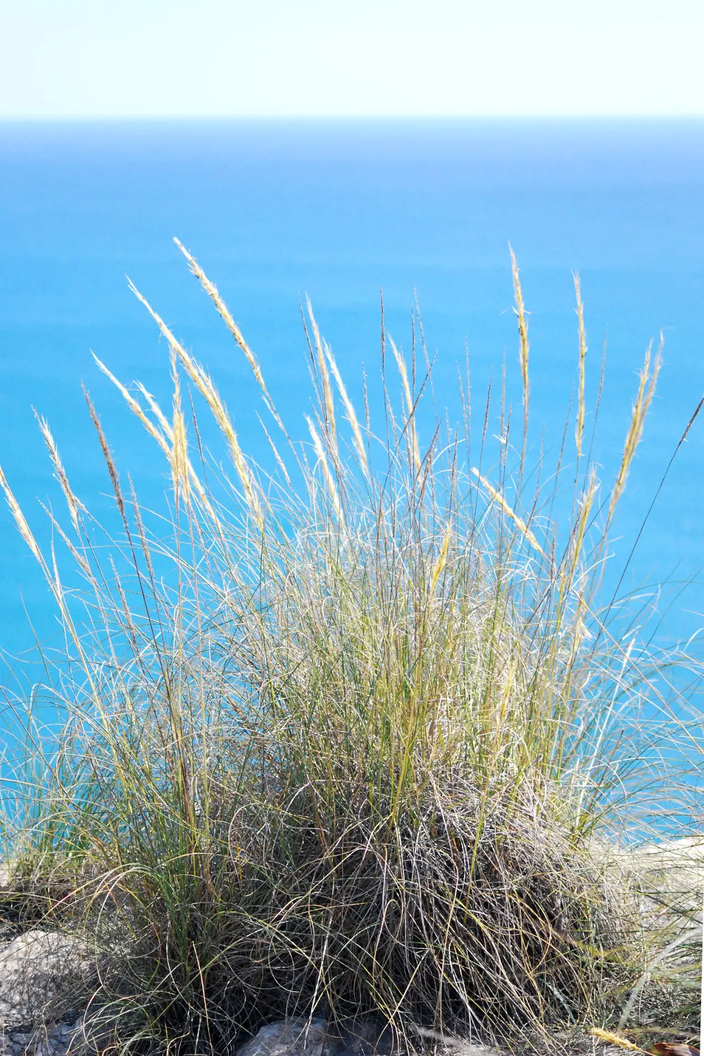 Esparto Grass (Lygeum Spartum) — Lygeum spartum produces unique flowering spikes that can extend up to 3 feet in height; grass for half, image 57