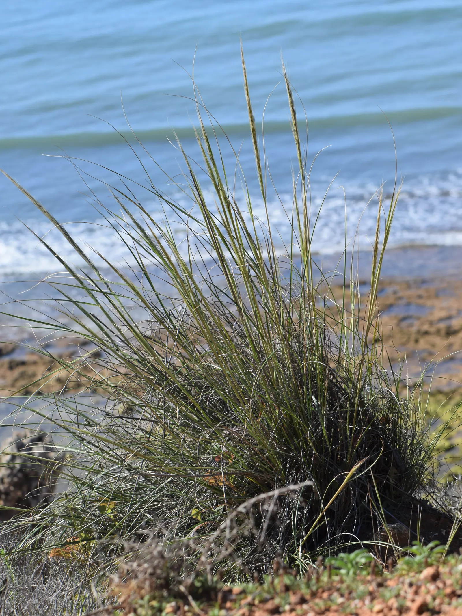 Esparto Grass (Lygeum Spartum) — is a perennial grass native to the western Mediterranean region