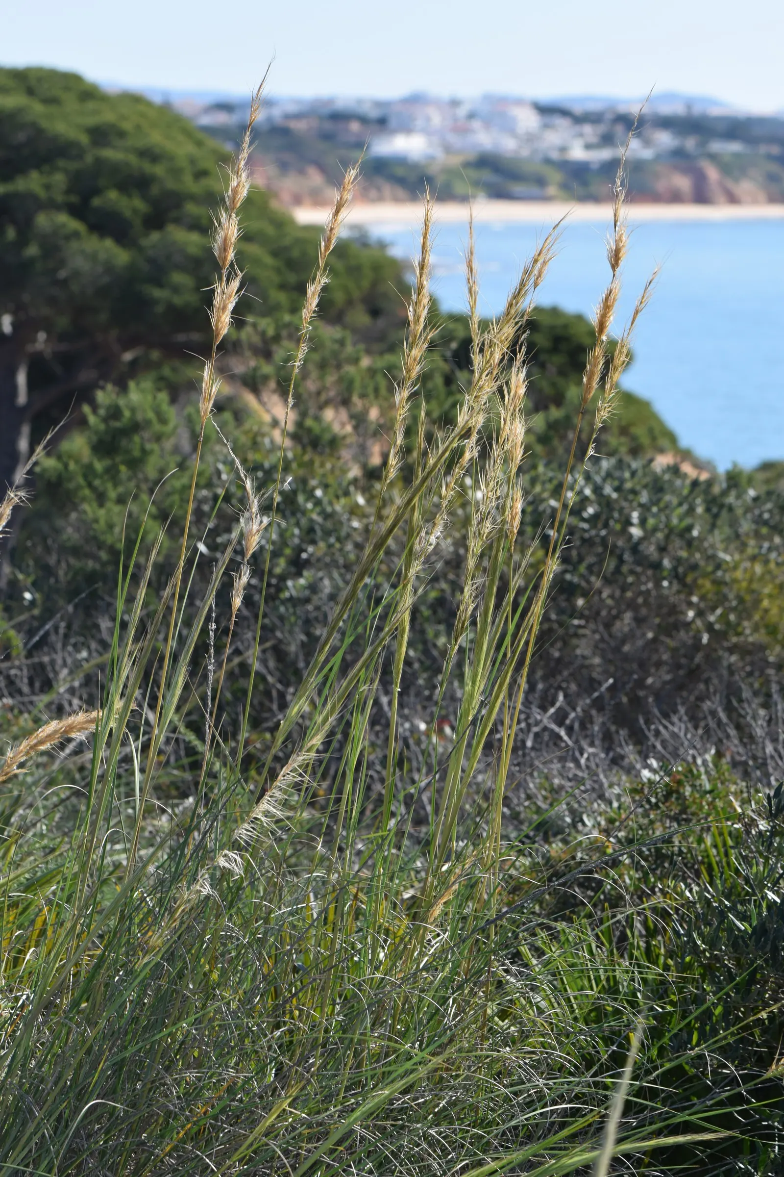 Esparto Grass (Lygeum Spartum) — Esparto Grass thrives in well-drained soil and once established, it is highly drought-tolerant; lygeum spartum, image 62