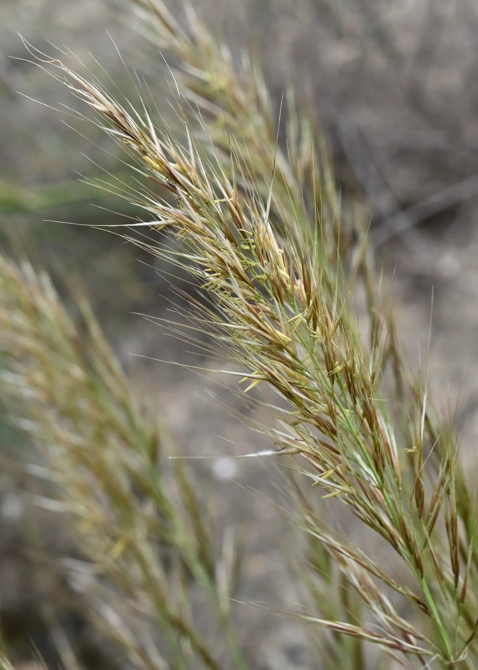Esparto Grass (Lygeum Spartum) — The flowers themselves are inconspicuous