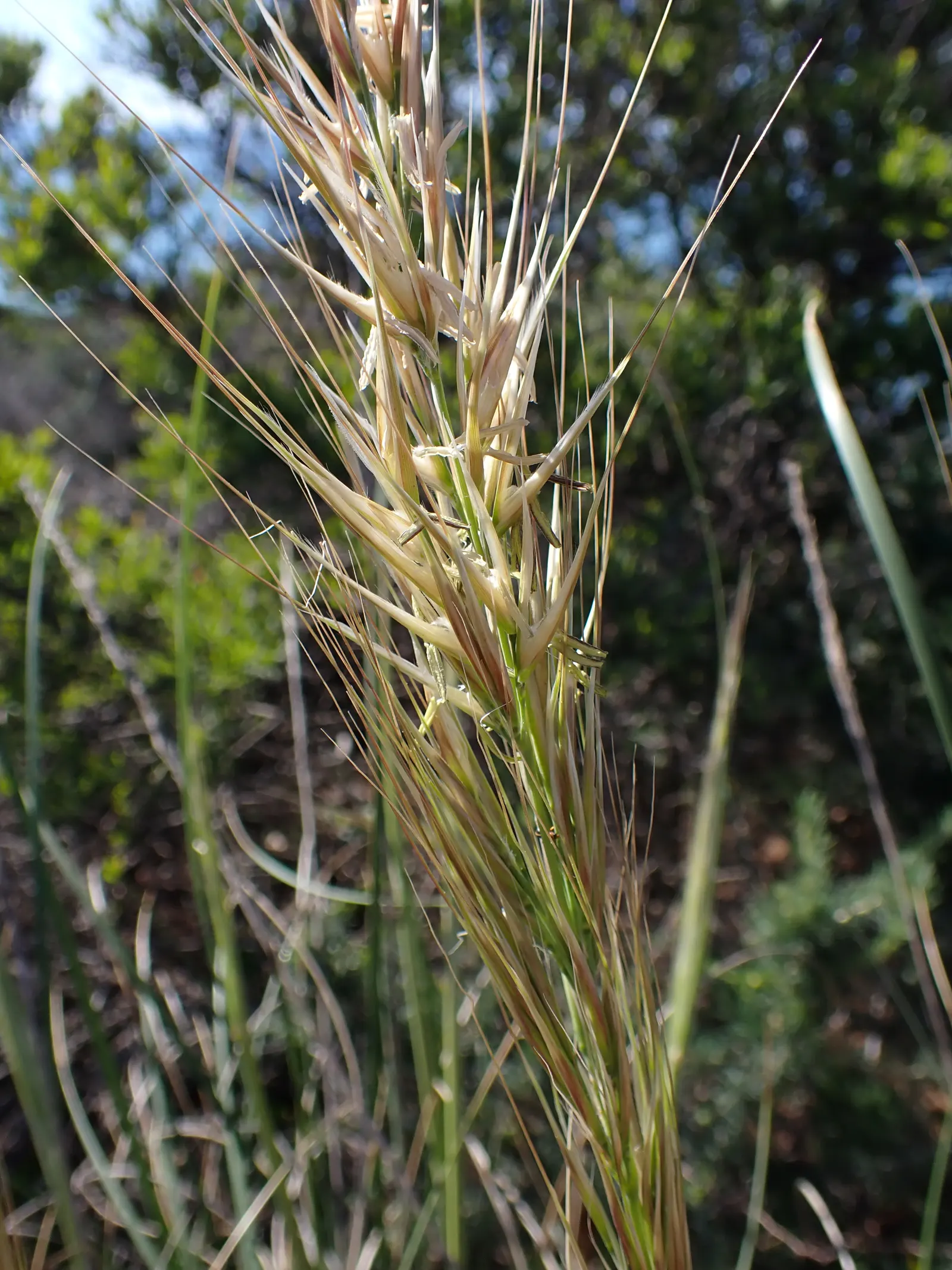 Esparto Grass (Lygeum Spartum) — it's essential to note its low water requirements and full sun preference when designing
