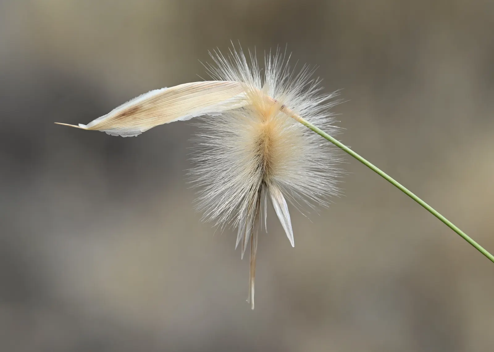 Esparto Grass (Lygeum Spartum) — gray-green leaves are quite distinctive; making it an excellent choice for xeriscaping and landscapes that aim to, image 55