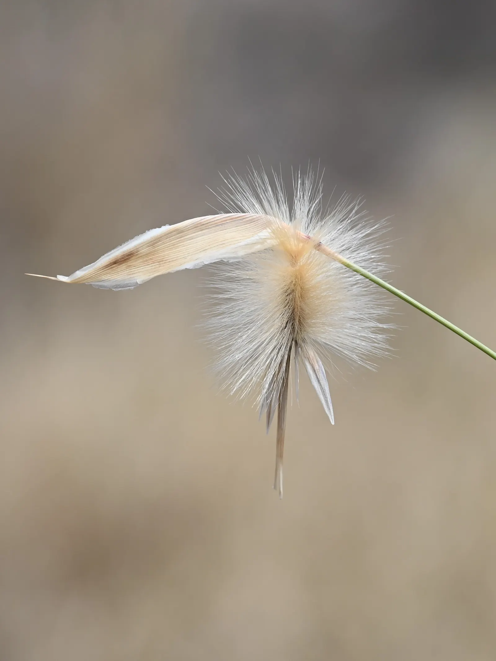 Esparto Grass (Lygeum Spartum) — but they are encased in a pale; grass with gold blooms, image 60