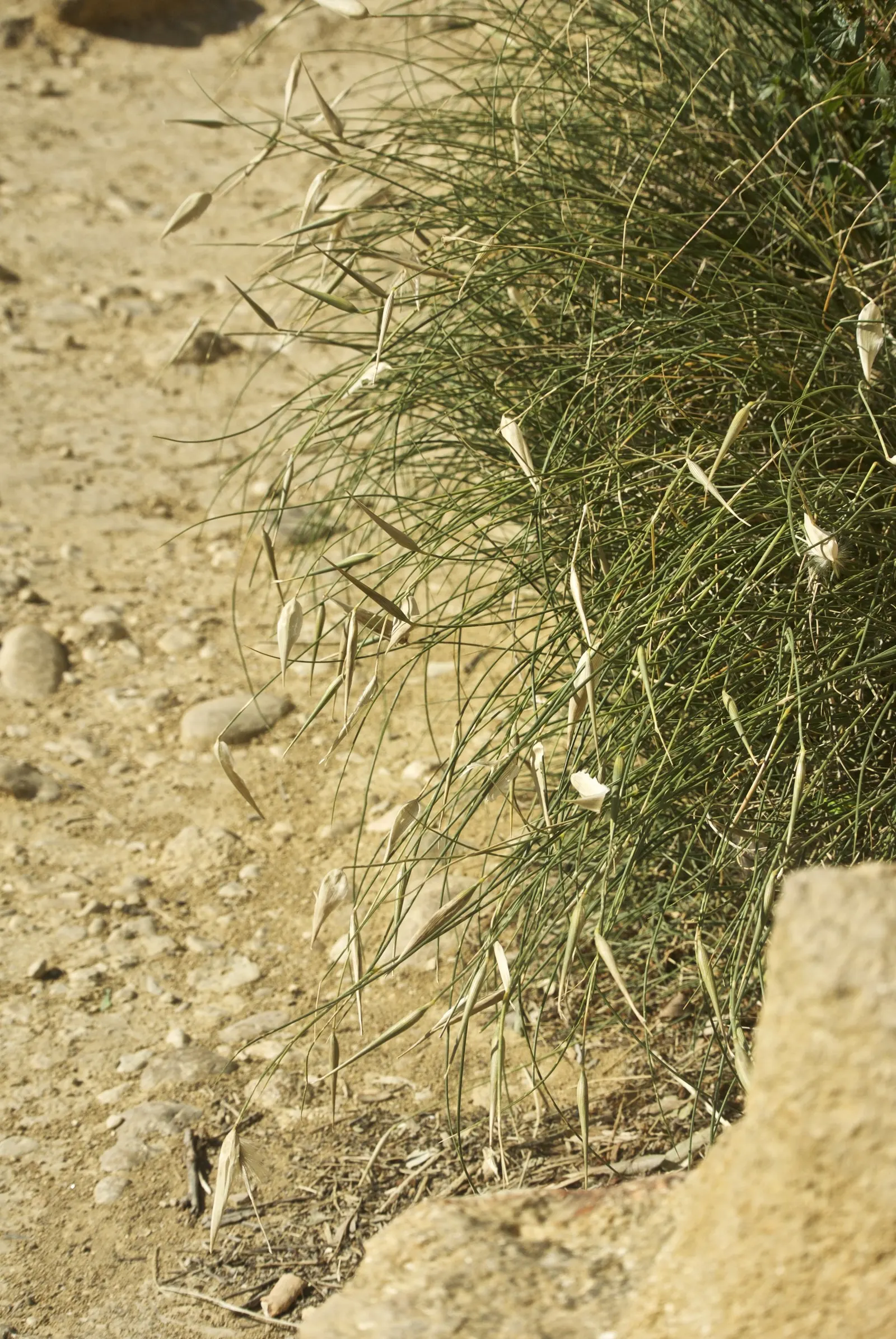 Esparto Grass (Lygeum Spartum) — Esparto Grass thrives in well-drained soil and once established, it is highly drought-tolerant