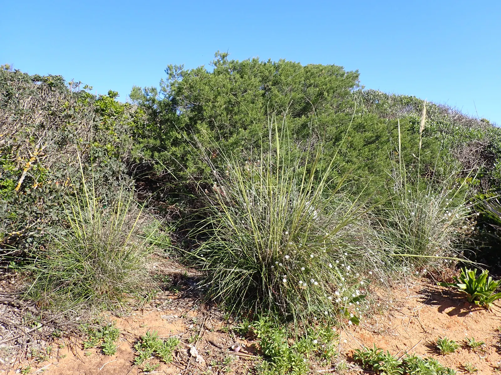 Esparto Grass (Lygeum Spartum) — slender leaves that grow 1-2 feet long and roll inward during dry conditions to conserve water