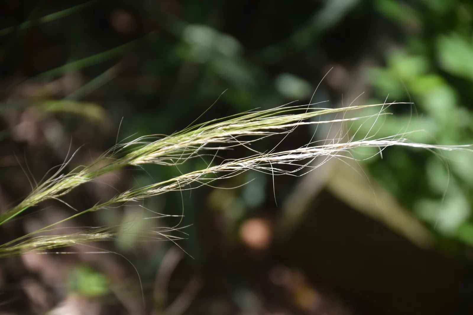 Esparto Grass (Lygeum Spartum) — Durable and low-maintenance, it contributes texture and resilience to water-wise garden designs; producing small, silvery