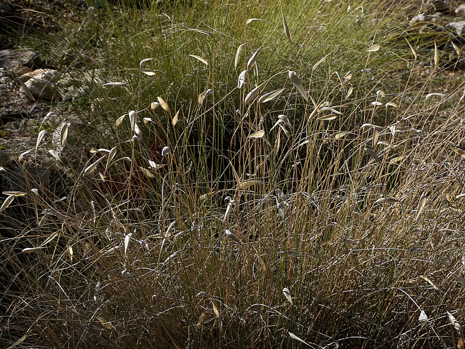 Esparto Grass (Lygeum Spartum) — Lygeum spartum produces unique flowering spikes that can extend up to 3 feet in height