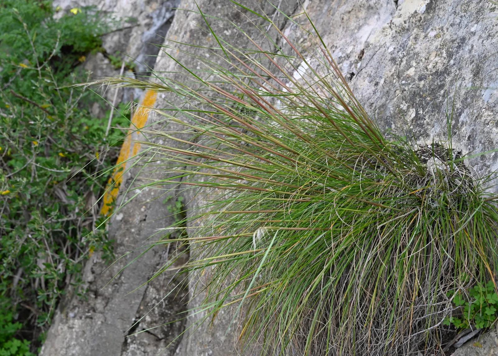 Esparto Grass (Lygeum Spartum) — grass for half; minimal maintenance is required, principally in the form of occasional trimming to keep it looking neat