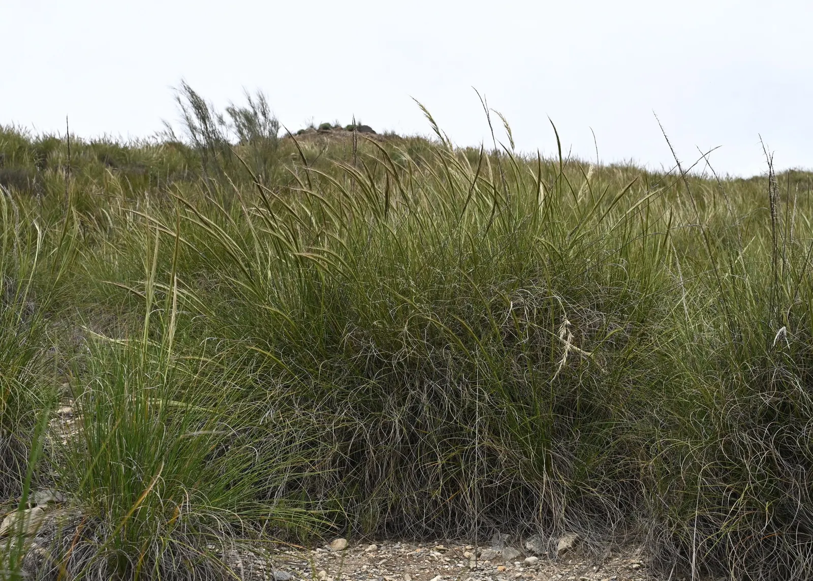 Esparto Grass (Lygeum Spartum) — Durable and low-maintenance, it contributes texture and resilience to water-wise garden designs; producing small, image 70