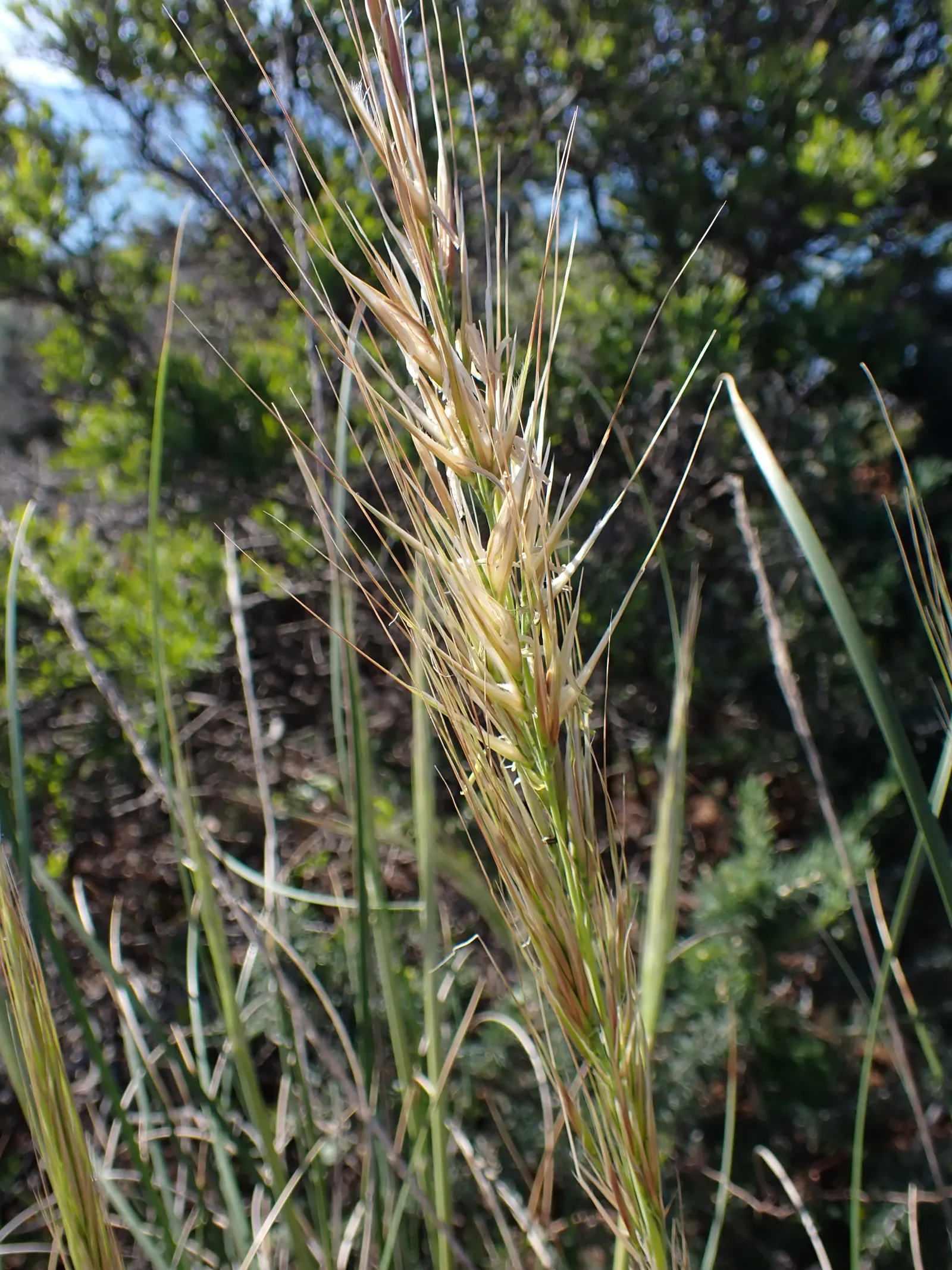 Esparto Grass (Lygeum Spartum) — This hardy species is well-adapted to arid and semi-arid climates; slender leaves that grow 1-2 feet long and roll inward