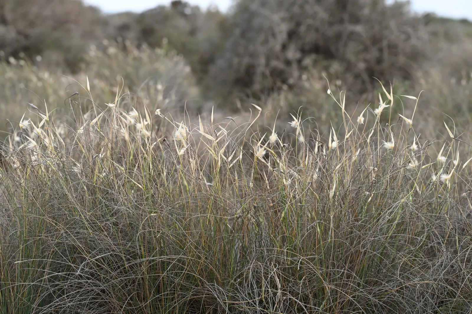Esparto Grass (Lygeum Spartum) — Durable and low-maintenance, it contributes texture and resilience to water-wise garden designs