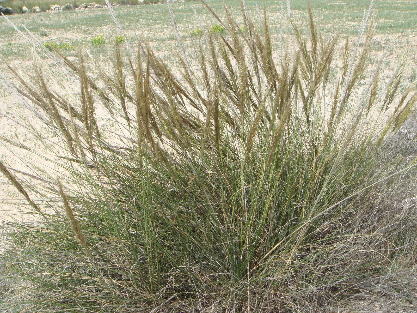 Esparto Grass (Lygeum Spartum) — grass for half