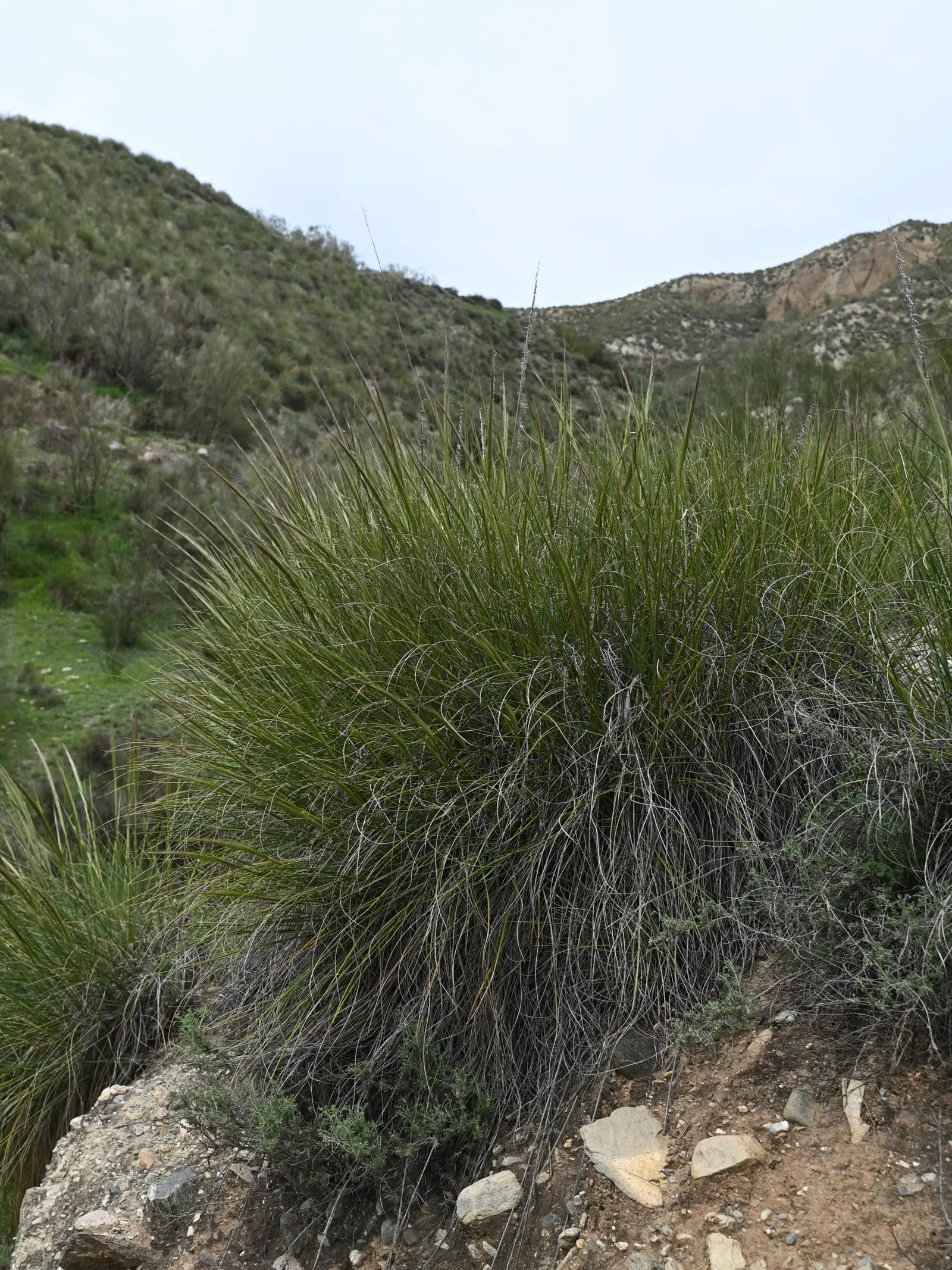 Esparto Grass (Lygeum Spartum) — Producing small, silvery spikelets, it thrives in arid, rocky soils and is well-suited for xeriscaping