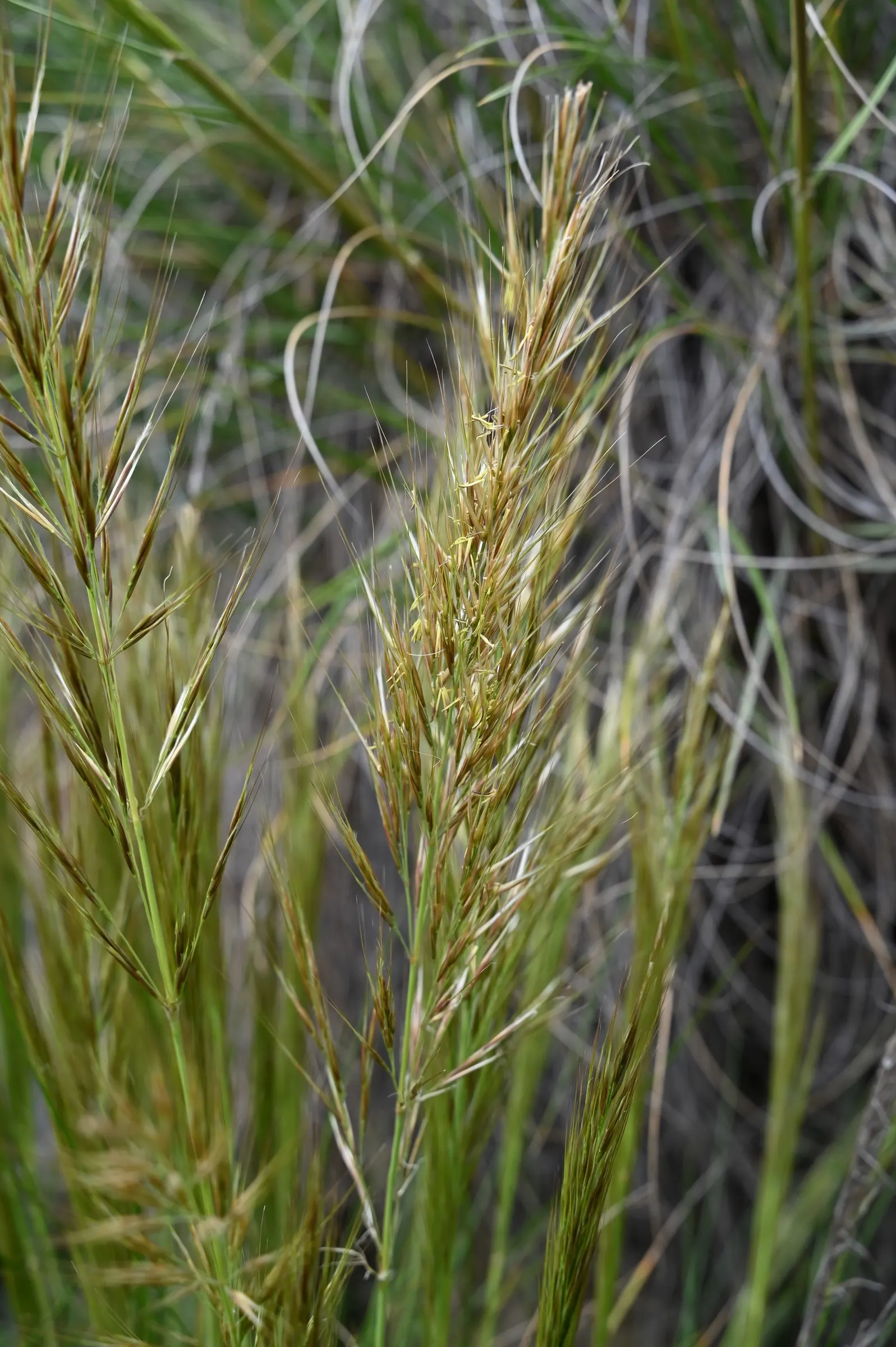 Esparto Grass (Lygeum Spartum) — is a perennial grass native to the western Mediterranean region; it's essential to note its low water requirements and full