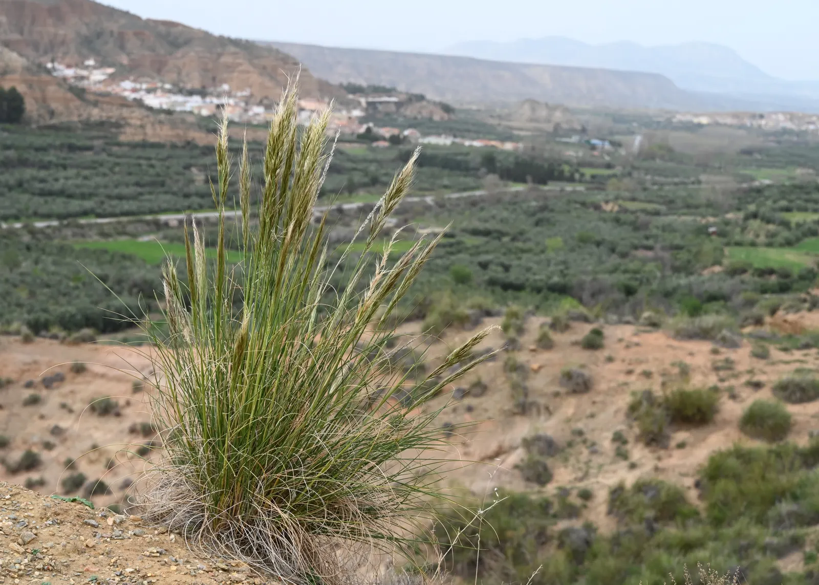 Esparto Grass (Lygeum Spartum) — slender leaves that grow 1-2 feet long and roll inward during dry conditions to conserve water; gray-green leaves, image 46
