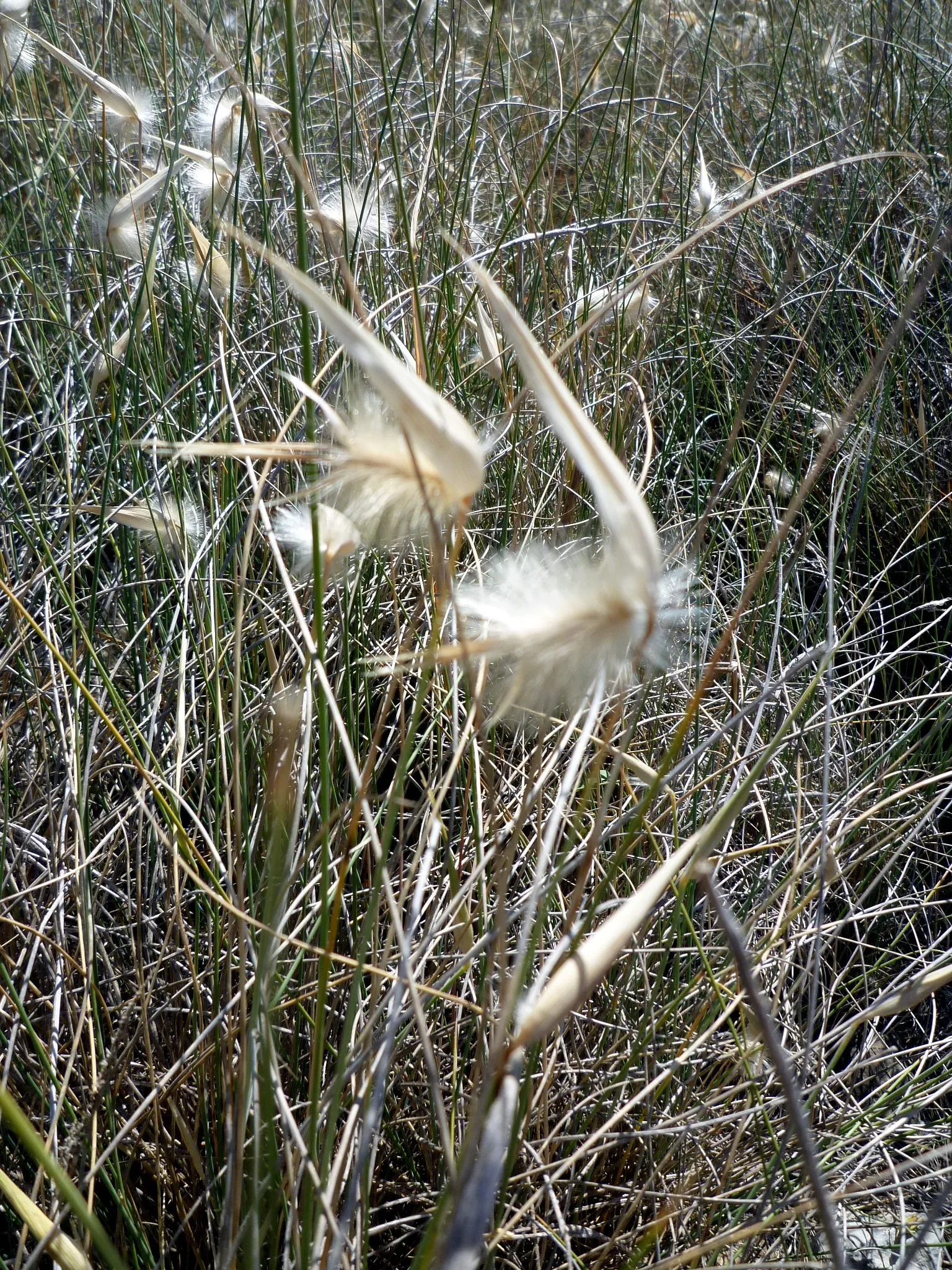 Esparto Grass (Lygeum Spartum) — towering over the foliage and adding vertical interest to the landscape; this hardy species is well-adapted to, image 58