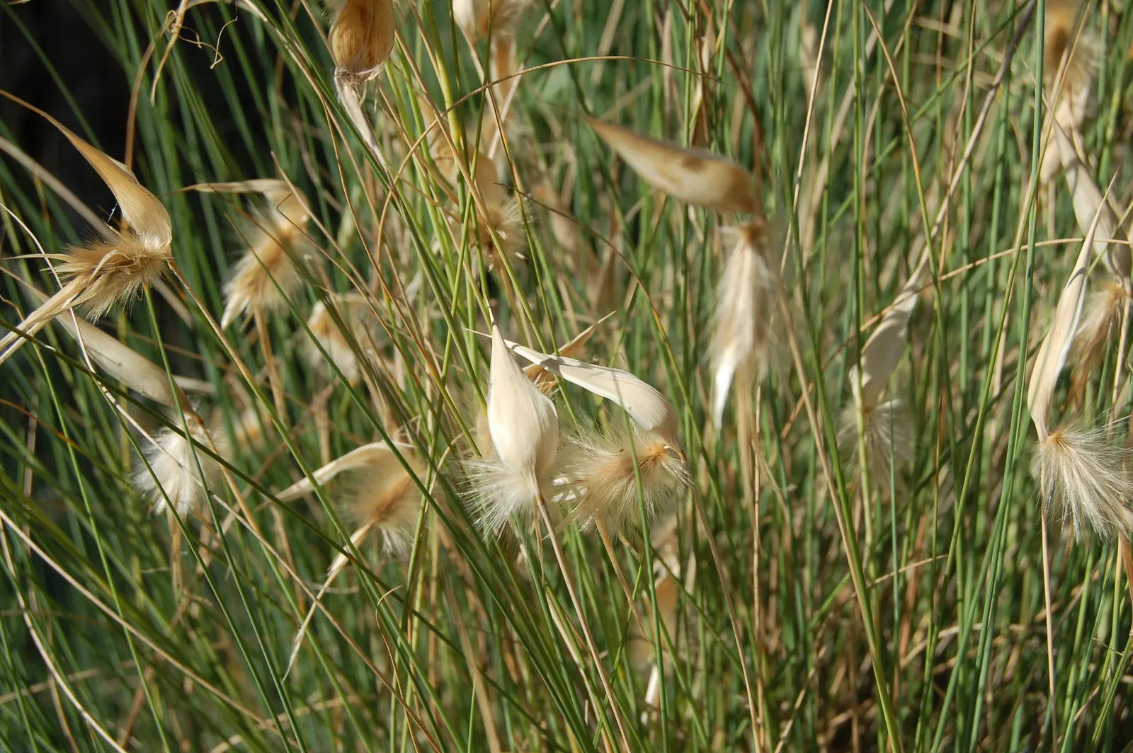 Esparto Grass (Lygeum Spartum) — gold flowers in the garden; scientifically known as Lygeum spartum