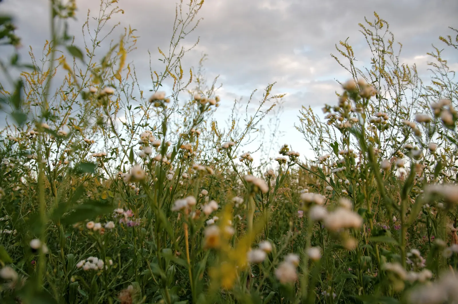 Esparto Grass (Lygeum Spartum) — slender leaves that grow 1-2 feet long and roll inward during dry conditions to conserve water; gray-green leaves, image 68