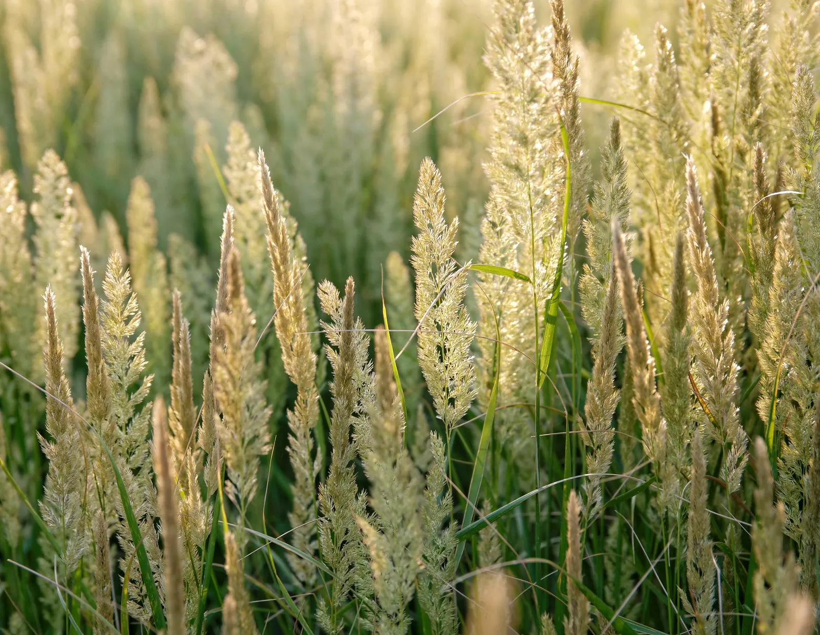 Esparto Grass (Lygeum Spartum) — it's essential to note its low water requirements and full sun preference when designing; is a perennial grass, image 61