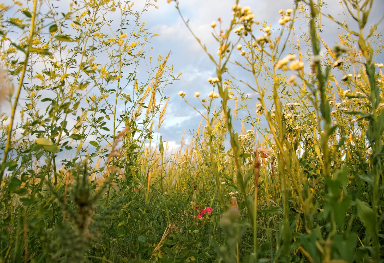 Esparto Grass (Lygeum Spartum) — grass with gold blooms