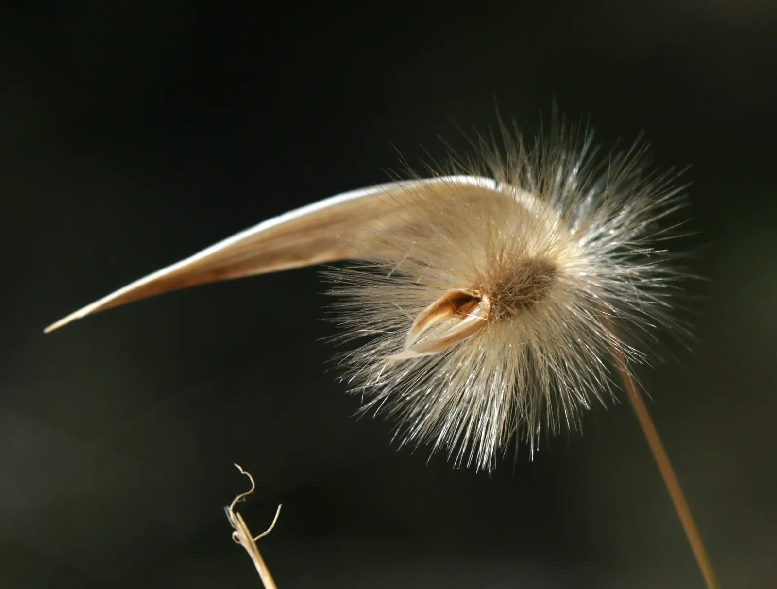 Esparto Grass (Lygeum Spartum) — This hardy species is well-adapted to arid and semi-arid climates