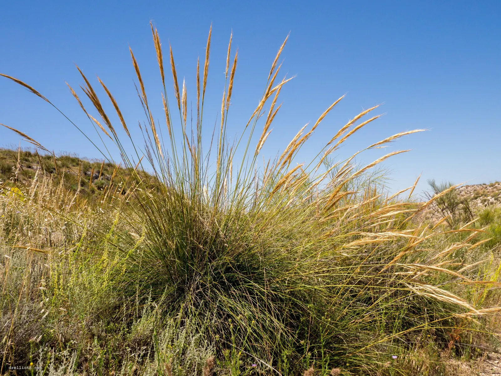 Esparto Grass (Lygeum Spartum) — Producing small, silvery spikelets, it thrives in arid, rocky soils and is well-suited for xeriscaping; esparto, image 69