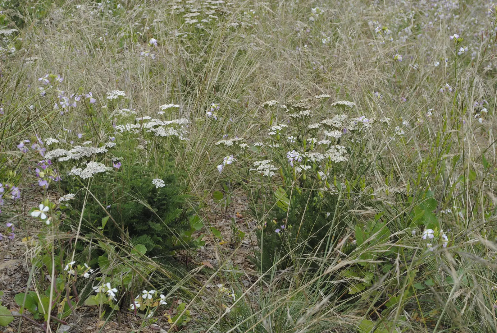 Esparto Grass (Lygeum Spartum) — making it an excellent choice for xeriscaping and landscapes that aim to conserve water