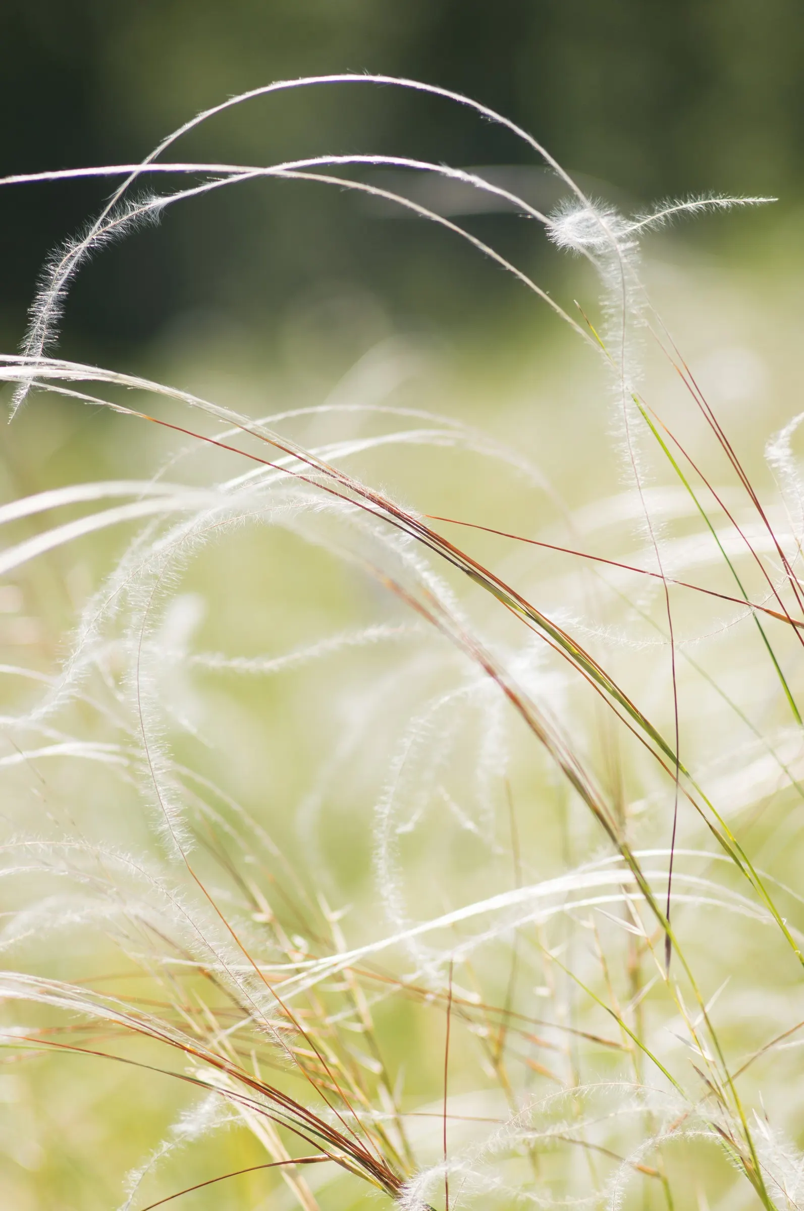 Esparto Grass (Lygeum Spartum) — creating a compact tufted form that adds texture to garden designs; esparto Grass (Lygeum spartum) is a perennial, image 54