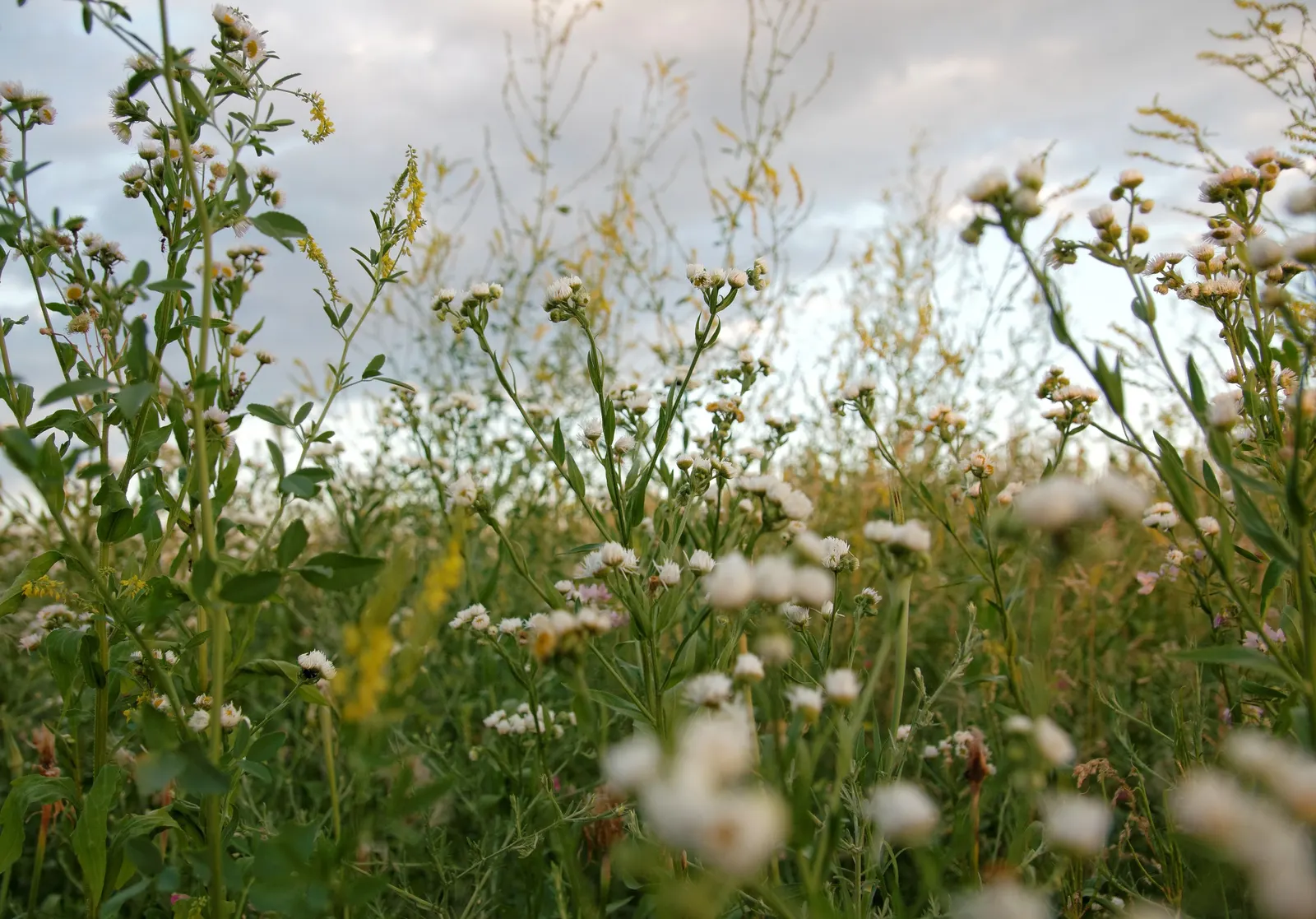 Esparto Grass (Lygeum Spartum) — measuring up to 24 inches in length and curling at the ends