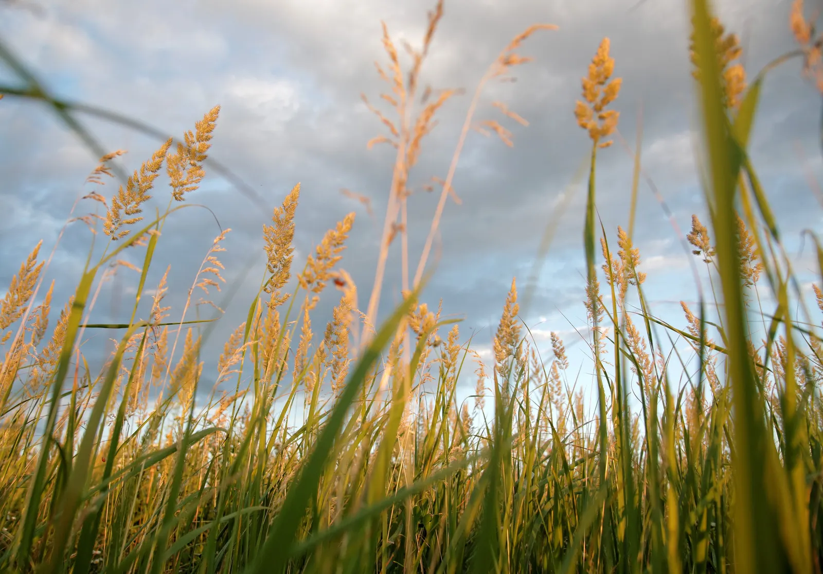 Esparto Grass (Lygeum Spartum) — This hardy species is well-adapted to arid and semi-arid climates; slender leaves that grow 1-2 feet long and roll, image 51