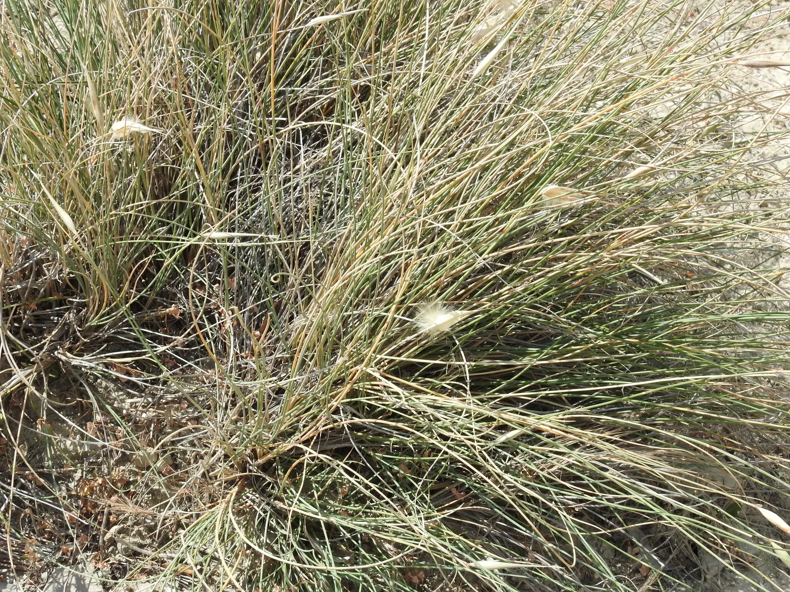 Esparto Grass (Lygeum Spartum) — making it an excellent choice for xeriscaping and landscapes that aim to conserve water; the grass typically, image 52