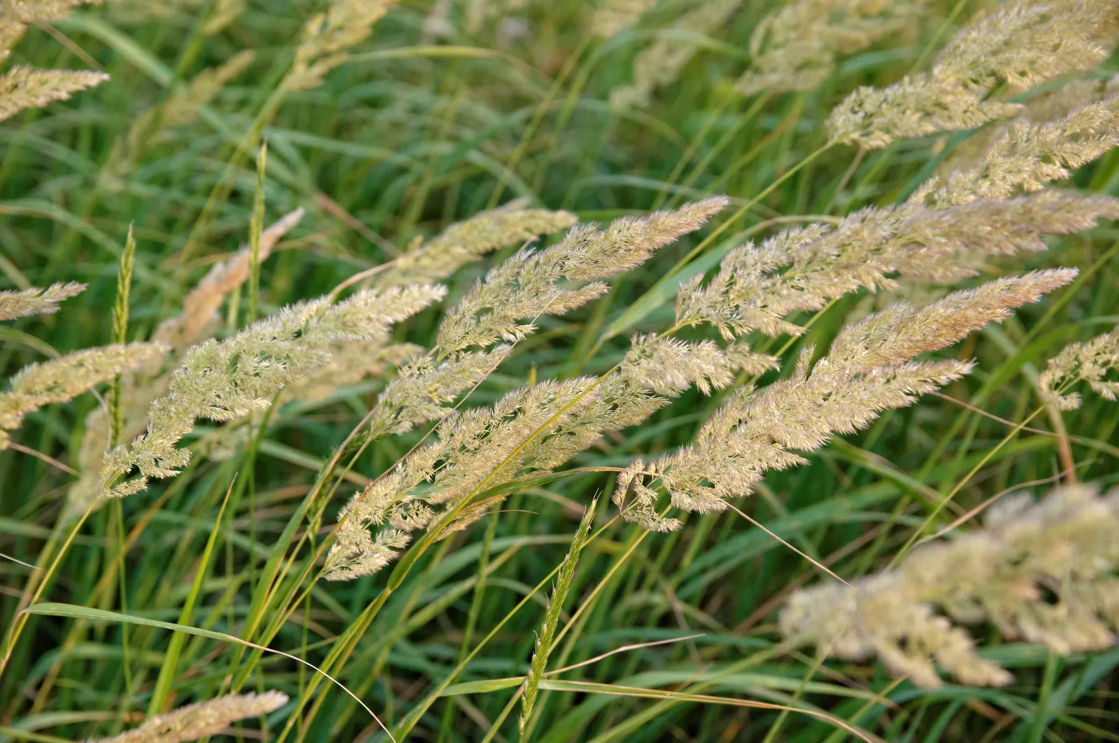 Esparto Grass (Lygeum Spartum) — The flowers themselves are inconspicuous; towering over the foliage and adding vertical interest to the landscape