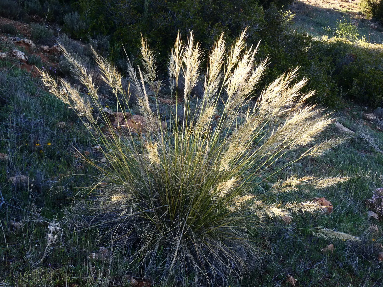 Esparto Grass (Lygeum Spartum) — Minimal maintenance is required, principally in the form of occasional trimming to keep it looking neat; gold, image 63
