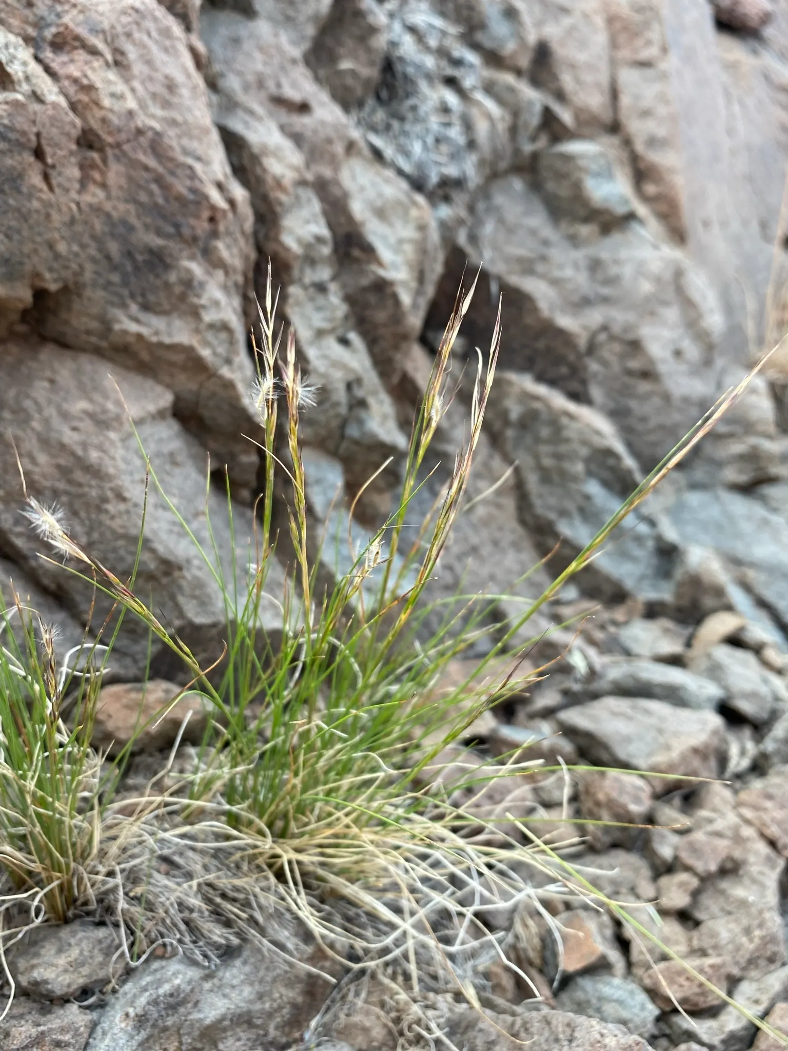 Esparto Grass (Lygeum Spartum) — The grass typically reaches heights between 1 and 2 feet; but they are encased in a pale