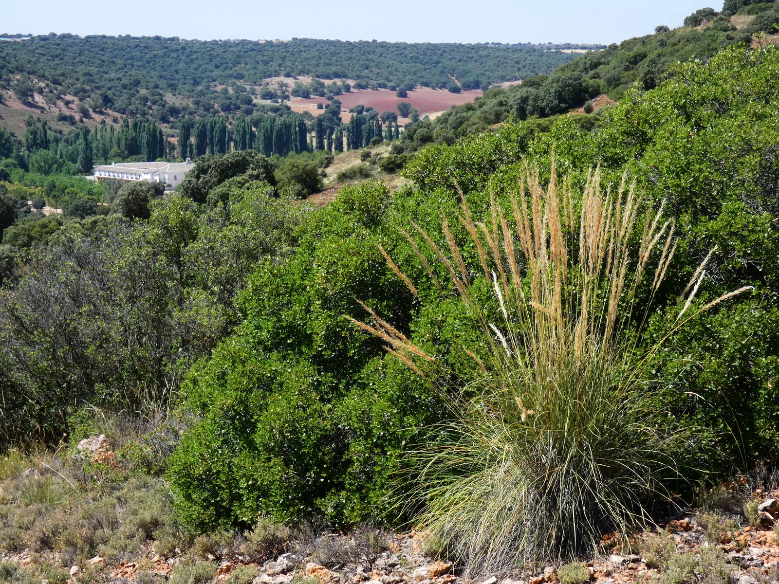 Esparto Grass (Lygeum Spartum) — Esparto Grass (Lygeum spartum) is a perennial, tuft-forming plant native to the western Mediterranean