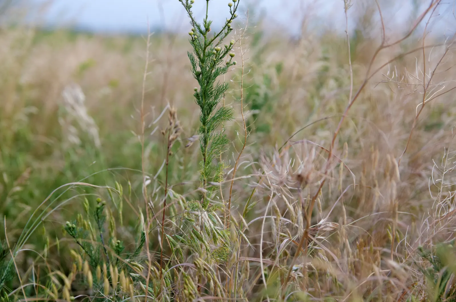 Esparto Grass (Lygeum Spartum) — Minimal maintenance is required, principally in the form of occasional trimming to keep it looking neat