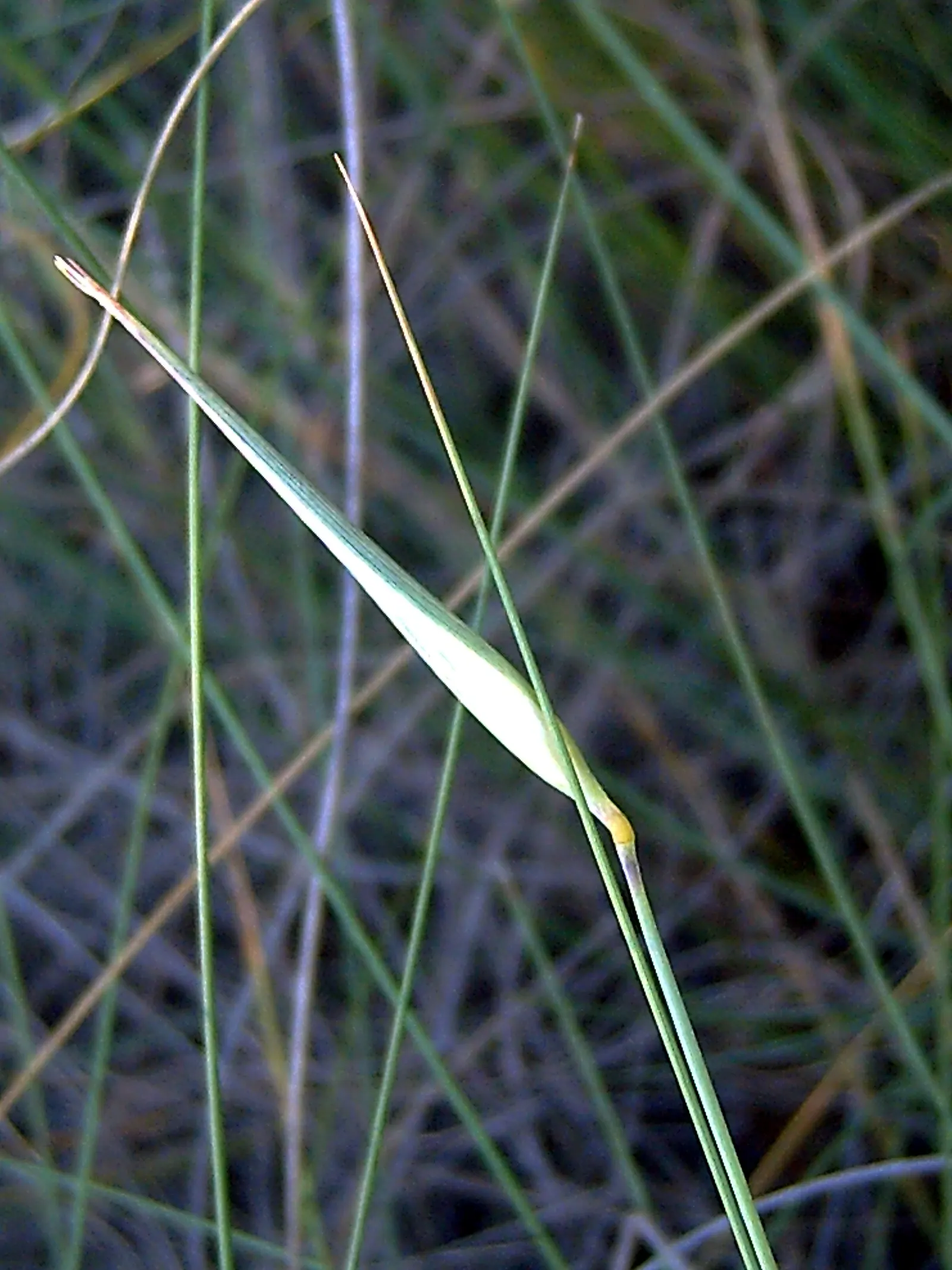 Esparto Grass (Lygeum Spartum) — but they are encased in a pale
