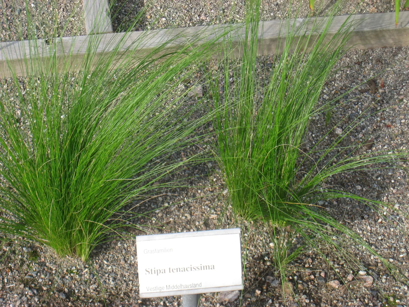 Esparto Grass (Lygeum Spartum) — The flowers themselves are inconspicuous; towering over the foliage and adding vertical interest to the landscape, image 59