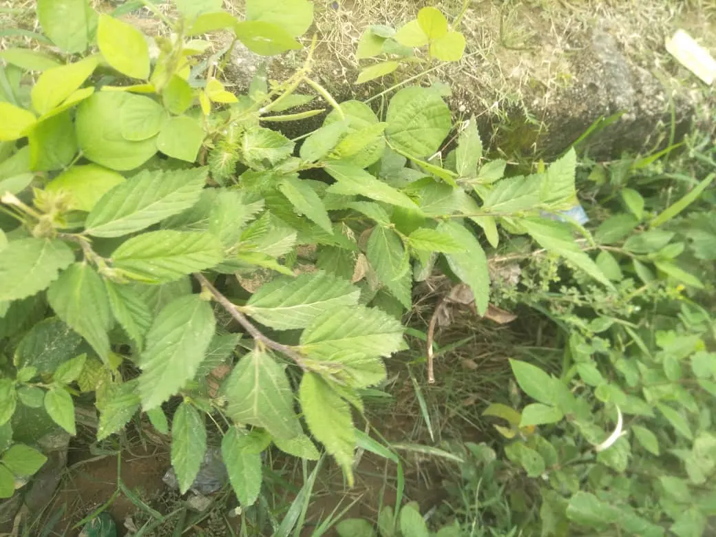 Esparto Grass (Lygeum Spartum) — Minimal maintenance is required, principally in the form of occasional trimming to keep it looking neat; gold flowers in the