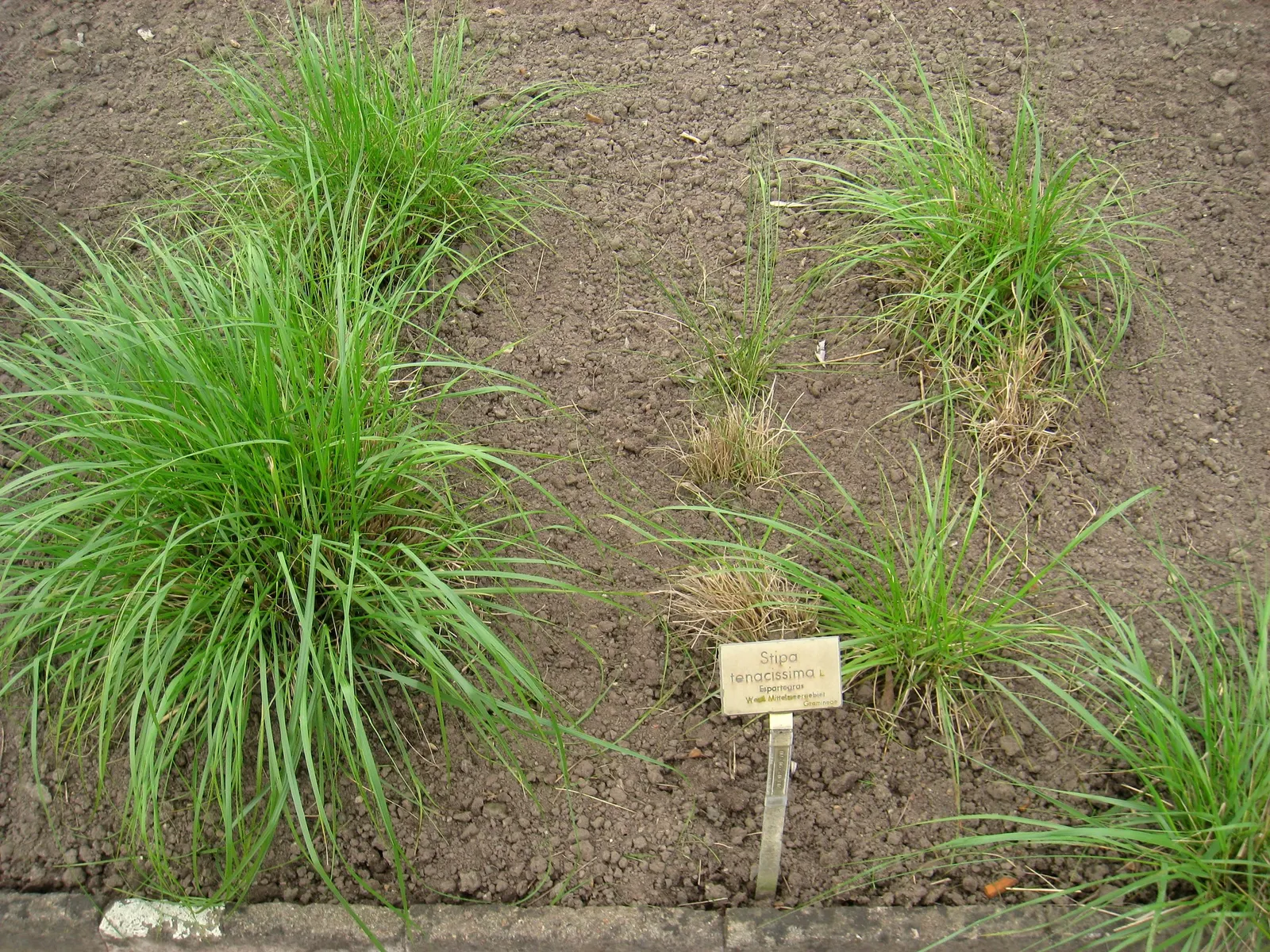 Esparto Grass (Lygeum Spartum) — measuring up to 24 inches in length and curling at the ends; the flowers themselves are inconspicuous, image 56