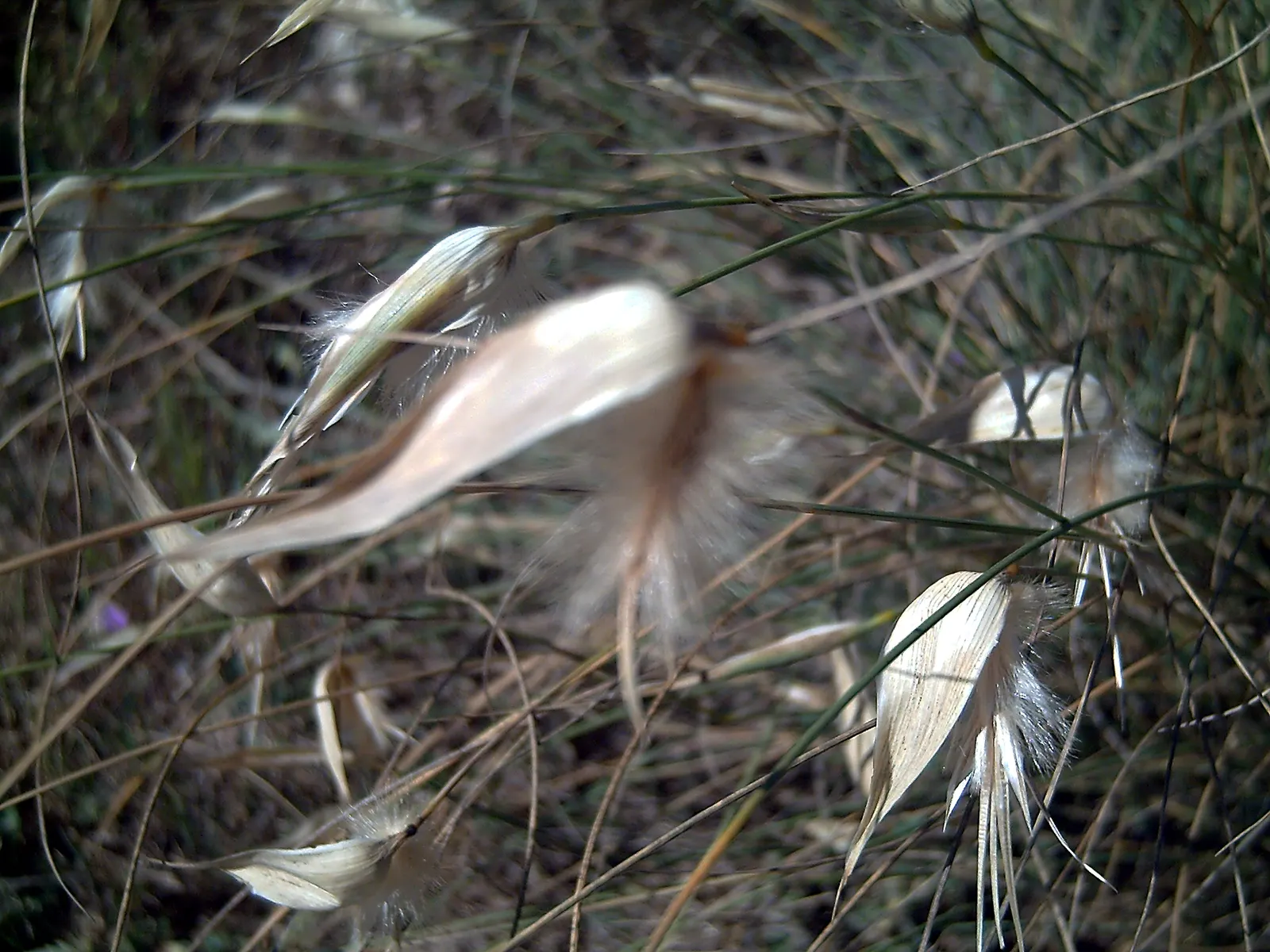 Esparto Grass (Lygeum Spartum) — Producing small, silvery spikelets, it thrives in arid, rocky soils and is well-suited for xeriscaping; esparto Grass thrives