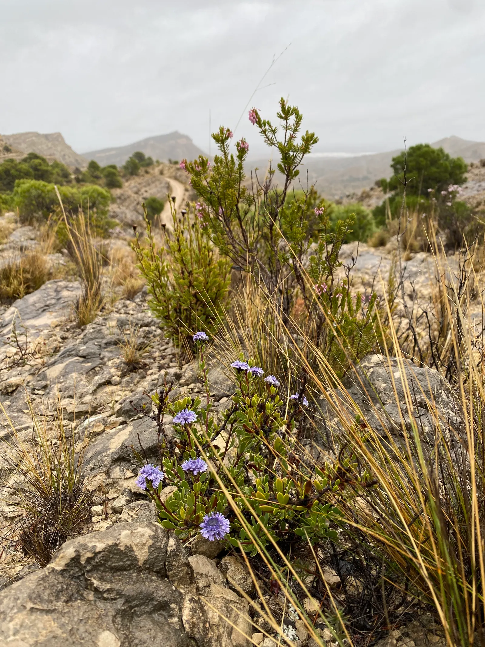 Esparto Grass (Lygeum Spartum) — towering over the foliage and adding vertical interest to the landscape