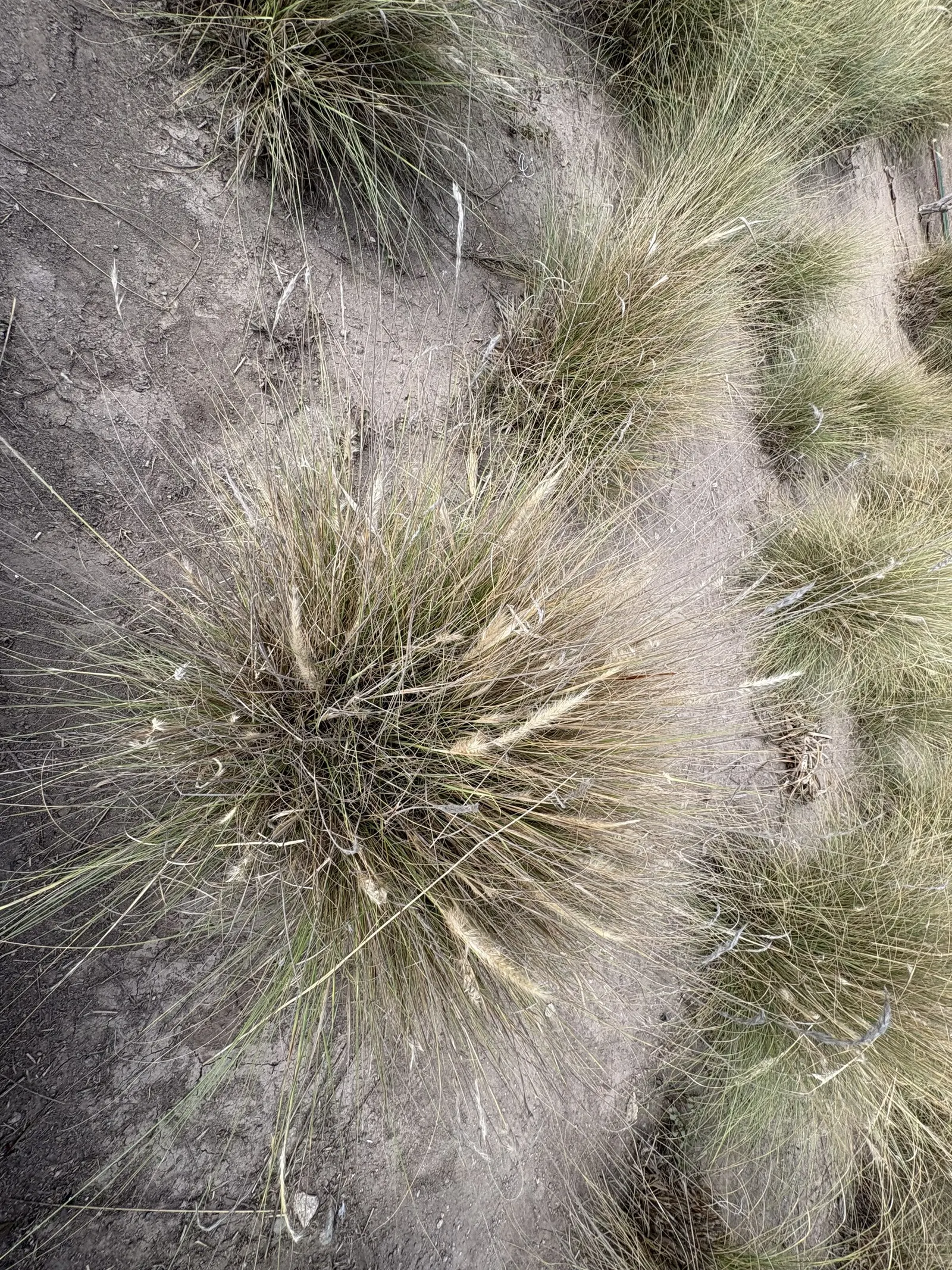 Esparto Grass (Lygeum Spartum) — it's essential to note its low water requirements and full sun preference when designing; is a perennial grass native to the