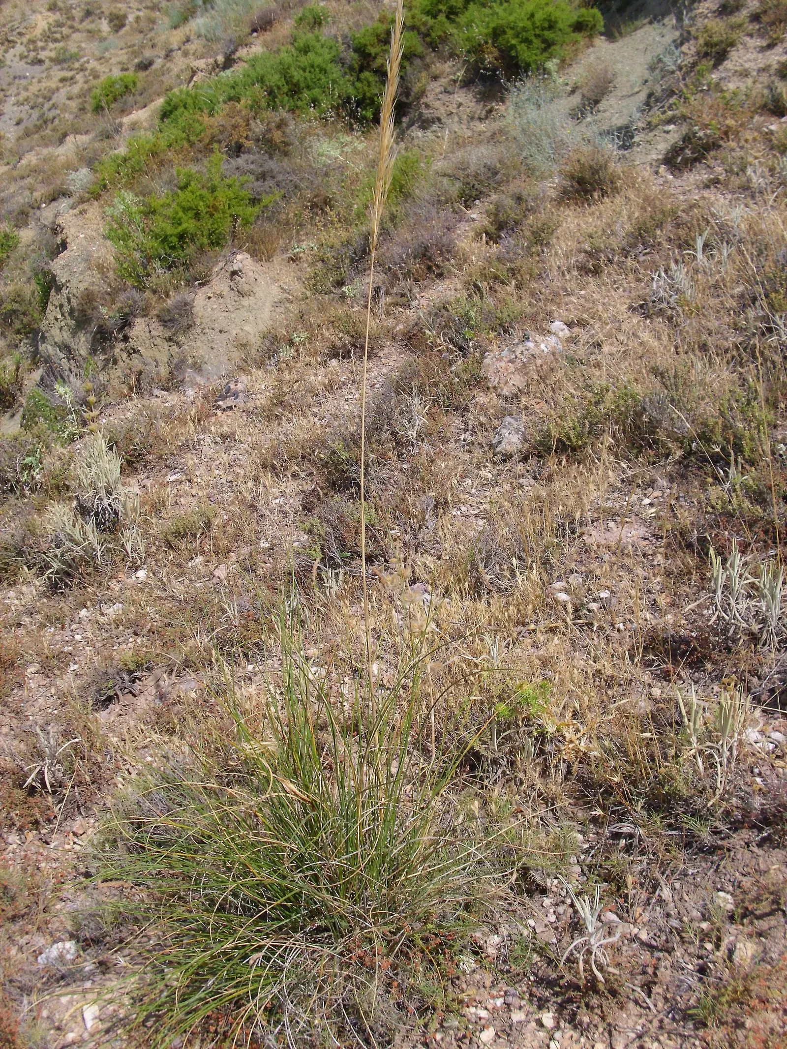 Esparto Grass (Lygeum Spartum) — gold flowers in the garden; scientifically known as Lygeum spartum, image 64