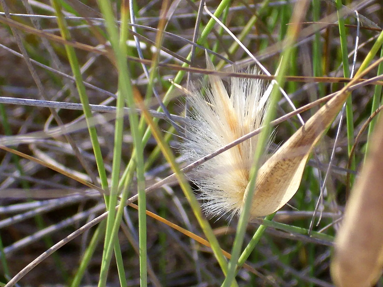 Esparto Grass (Lygeum Spartum) — scientifically known as Lygeum spartum; creating a compact tufted form that adds texture to garden designs