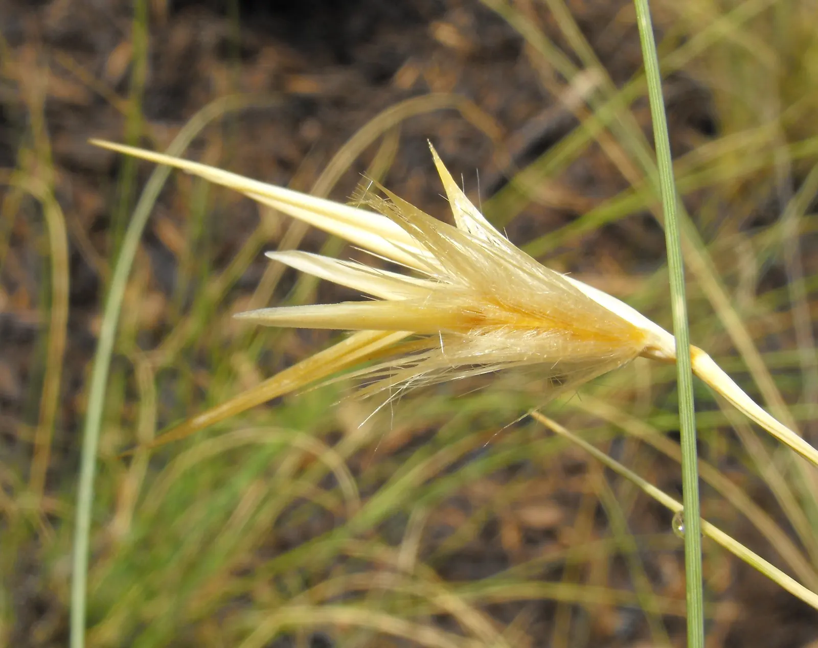 Esparto Grass (Lygeum Spartum) — grass with gold blooms; measuring up to 24 inches in length and curling at the ends