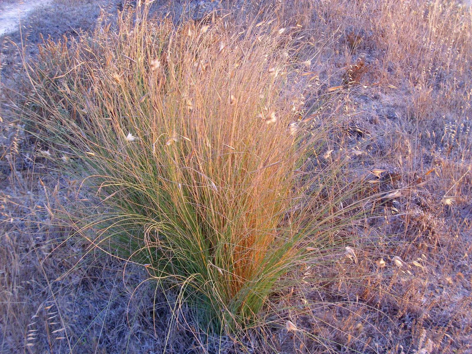 Esparto Grass (Lygeum Spartum) — measuring up to 24 inches in length and curling at the ends; the flowers themselves are inconspicuous